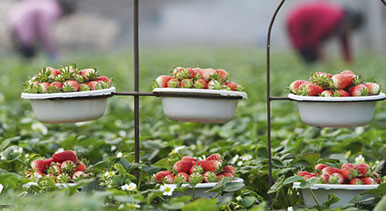 山東鄒平：果蔬豐收 供節日市場